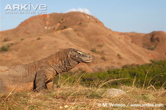 Komodo-dragon-in-habitat.jpg