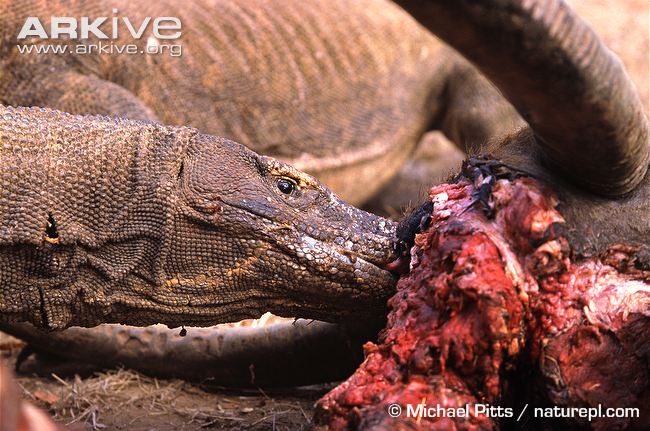 Komodo-dragon-at-carcass.jpg