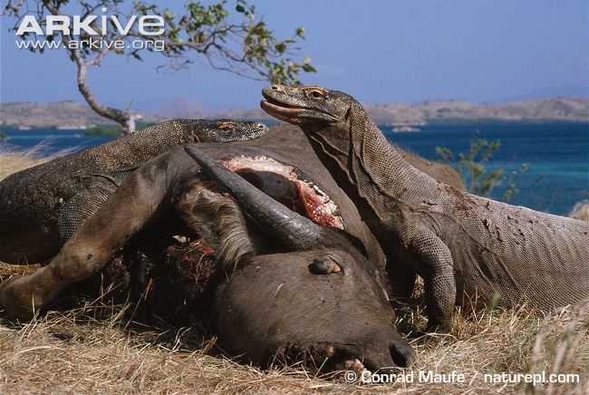 Pair-of-Komodo-dragons-feeding-on-buffalo-carcass.jpg