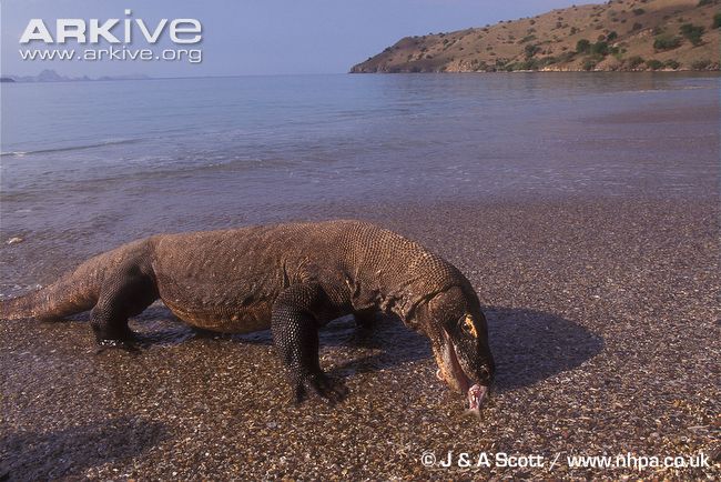 Komodo-dragon-on-shore-eating-fish.jpg