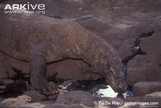 Komodo-dragon-drinking-from-seep-in-rock-in-dry-season.jpg