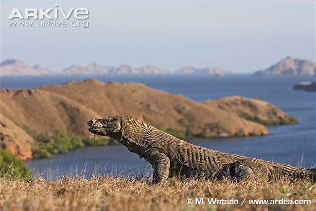 Komodo-dragon-with-view-out-from-Rinca-island.jpg