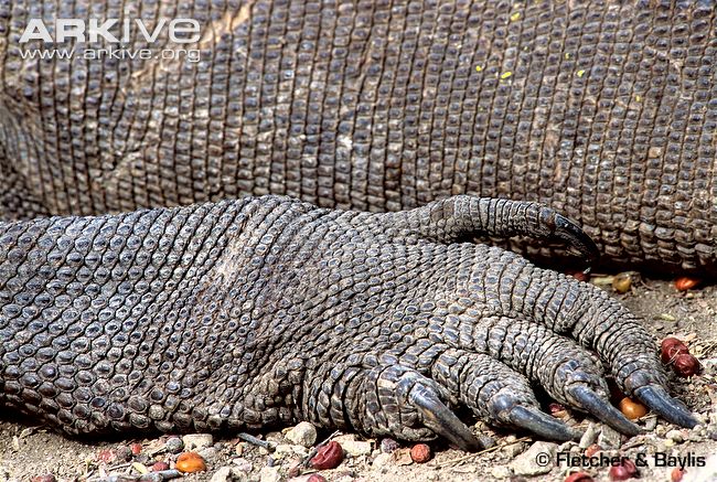 Hind-leg-of-a-large-Komodo-dragon.jpg