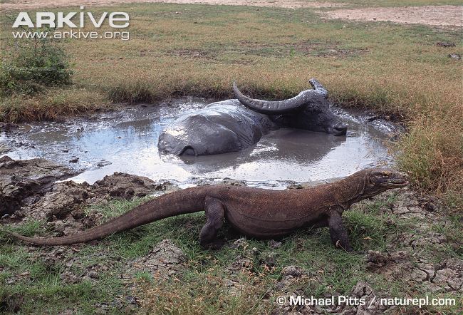 Komodo-dragon-next-to-wallowing-water-buffalo.jpg
