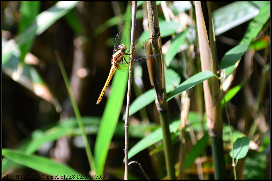 DSC_0316R.jpg