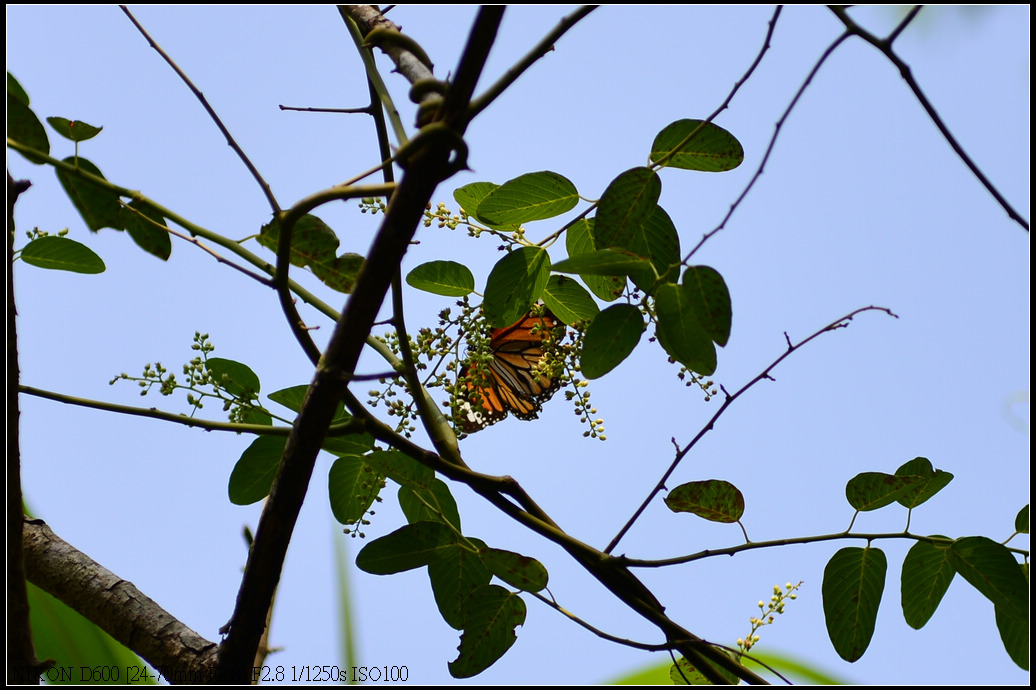DSC_0318.jpg