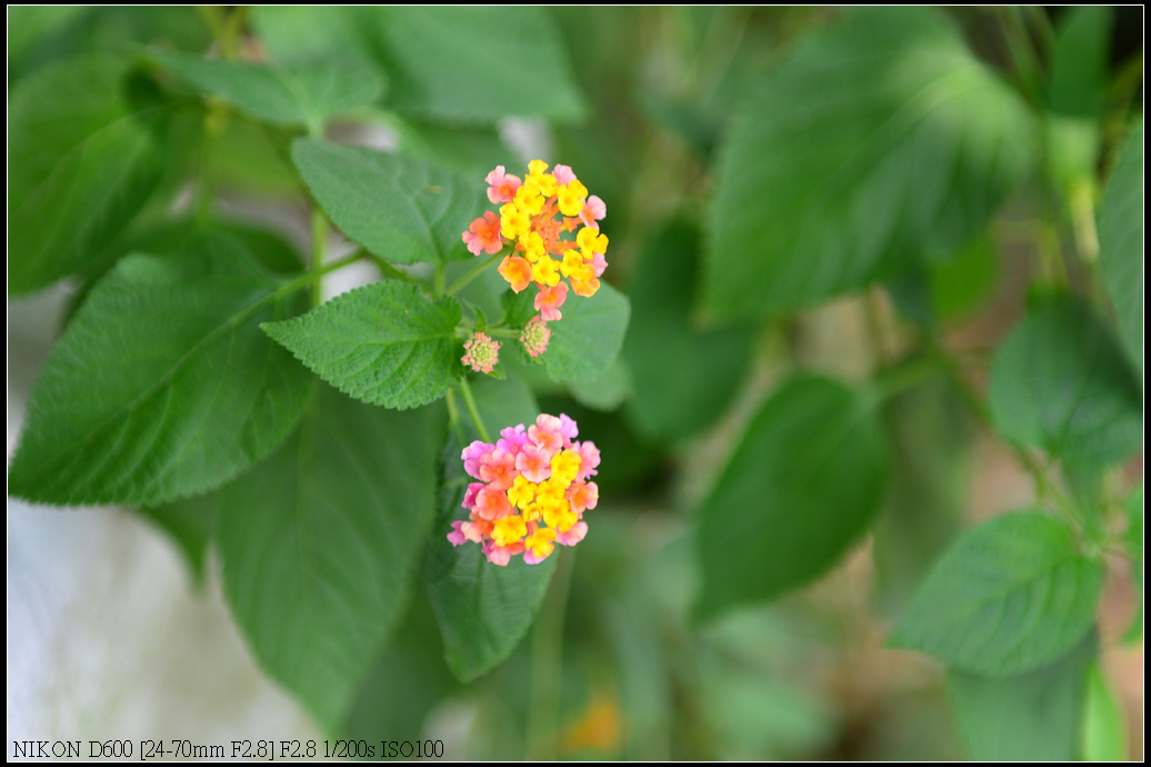 DSC_0322R.jpg