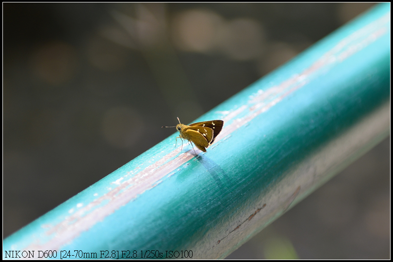DSC_0266R.jpg
