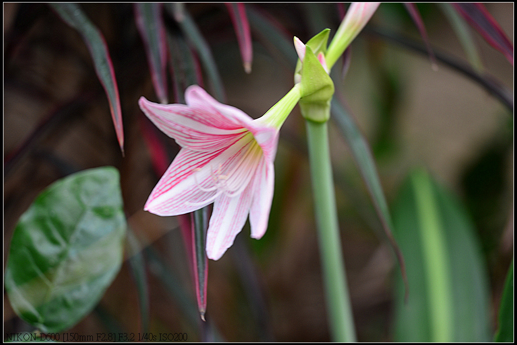 DSC_0387a.jpg
