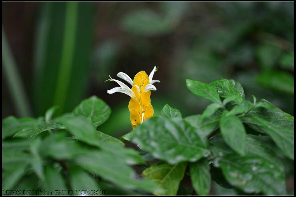 DSC_0388.jpg