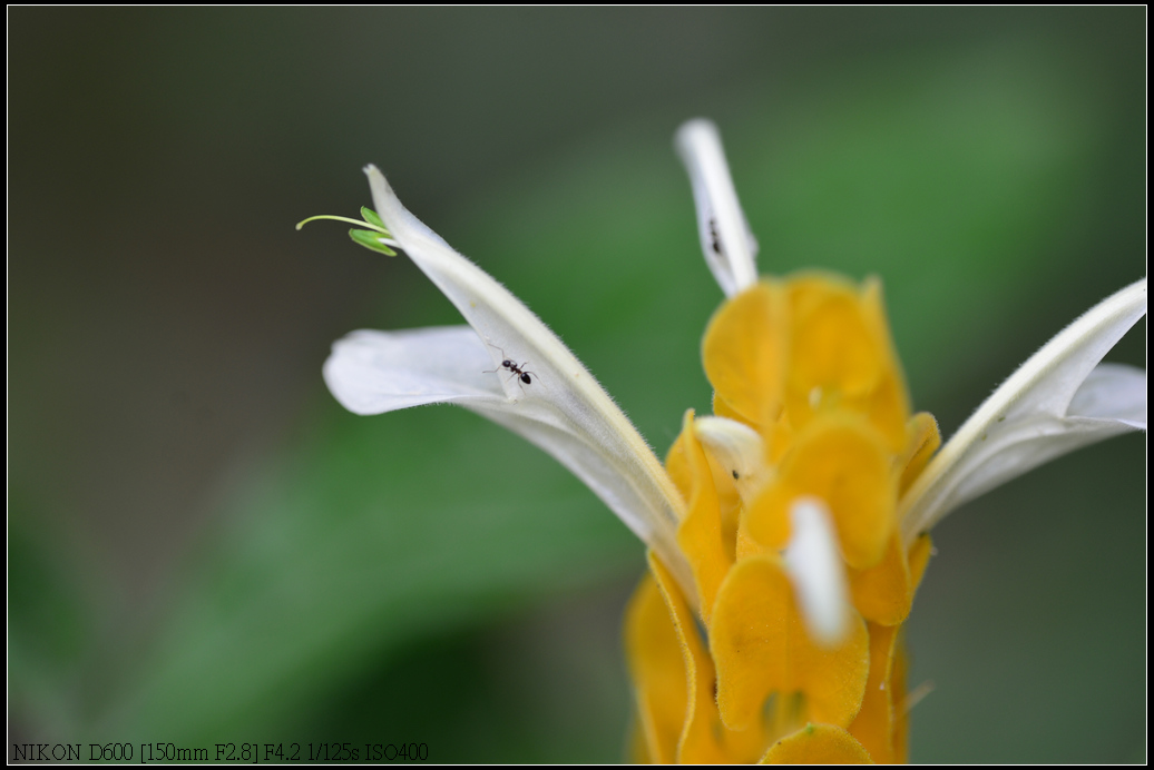 DSC_0396.jpg