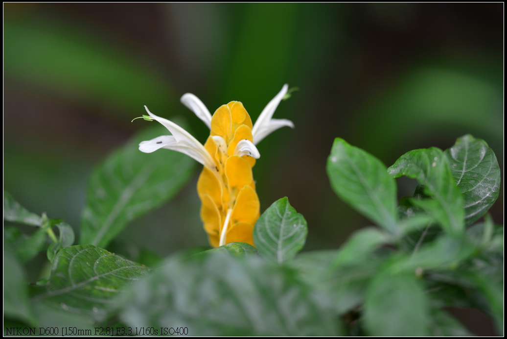 DSC_0400.jpg
