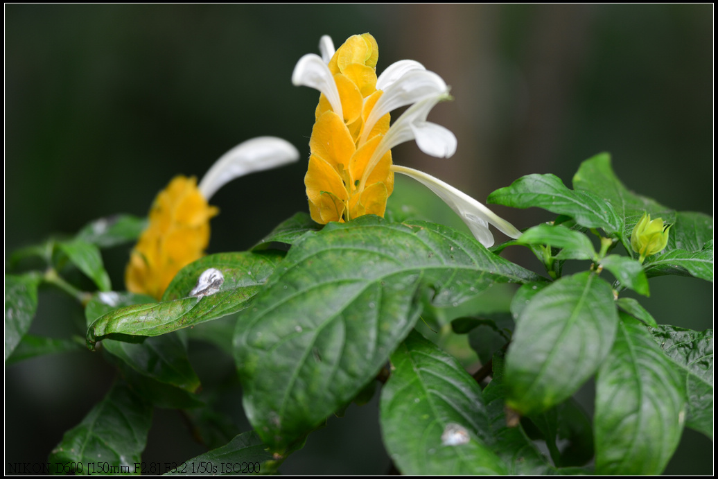 DSC_0422.jpg