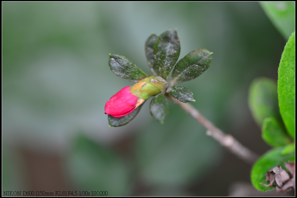 DSC_0401.jpg