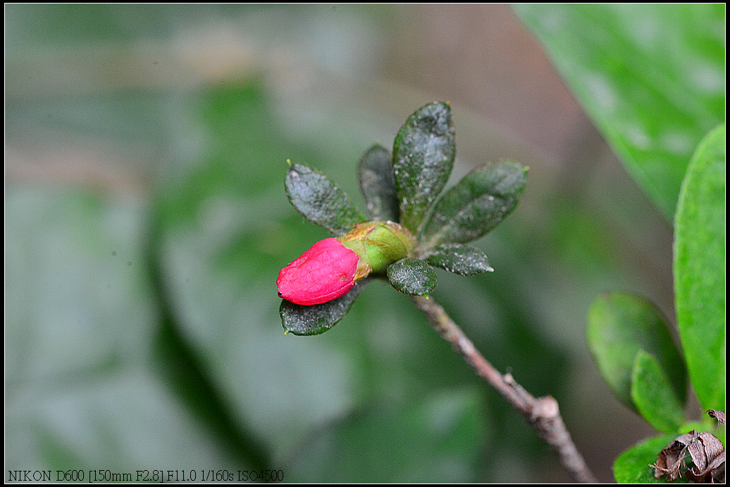 DSC_0401A.jpg