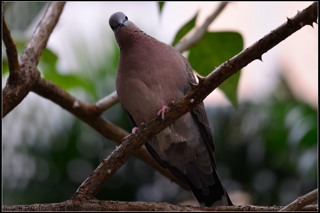 DSC_0415.jpg