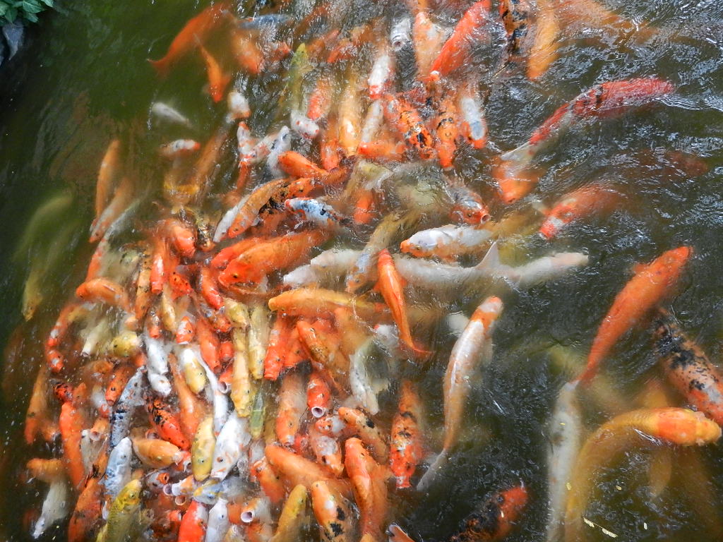 DSCN9334.JPG