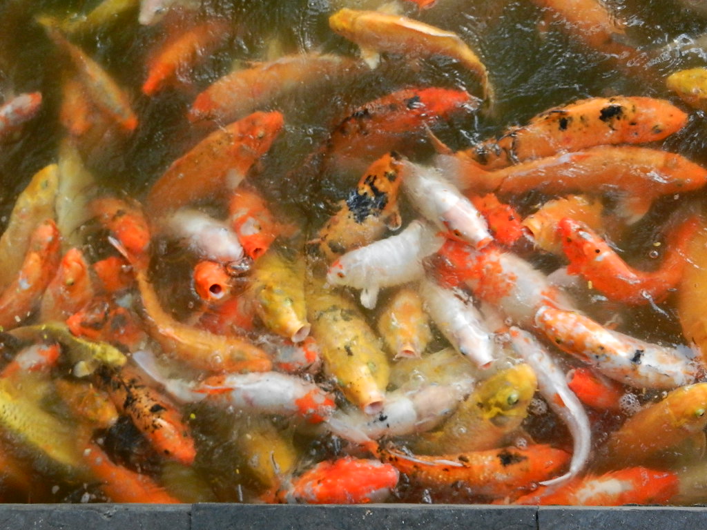 DSCN9337.JPG