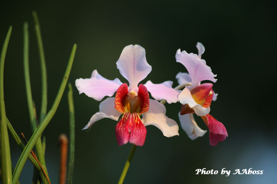 IMG_9483test.jpg