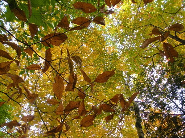 DSCN9800.JPG