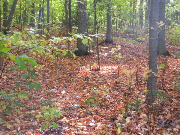 DSCN9806.JPG