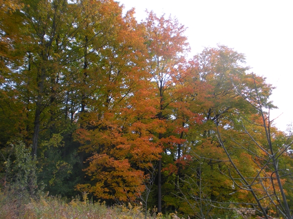 DSCN9887.JPG