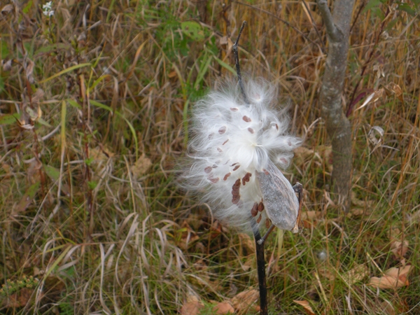 DSCN9906.JPG