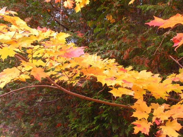 DSCN9912.JPG
