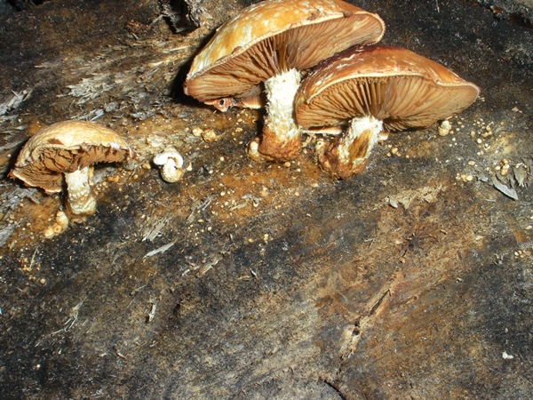 DSCN9924.JPG