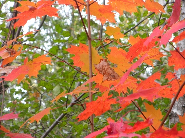 DSCN9908.JPG