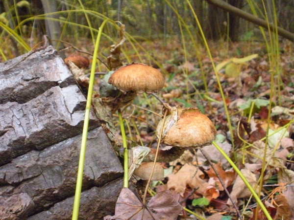 DSCN9925.JPG