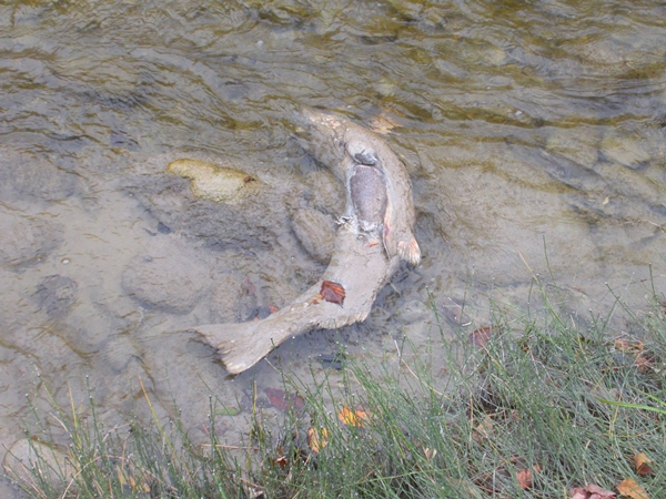 DSCN9927.JPG
