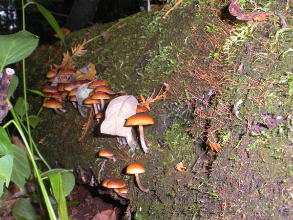 DSCN9929.JPG