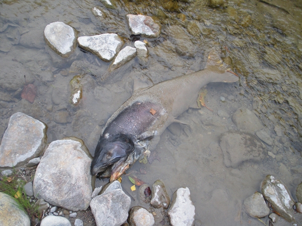 DSCN9948.JPG
