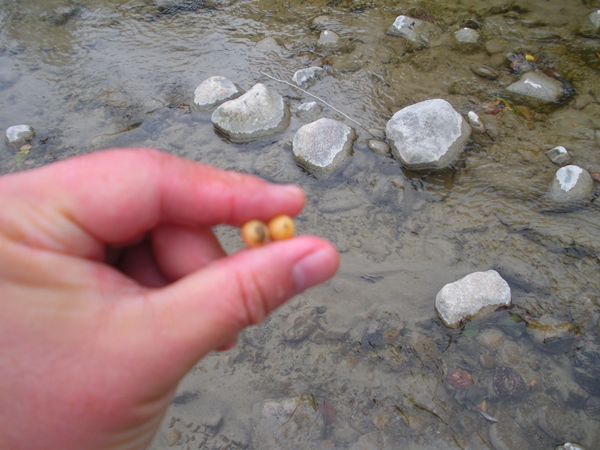 DSCN9947.JPG