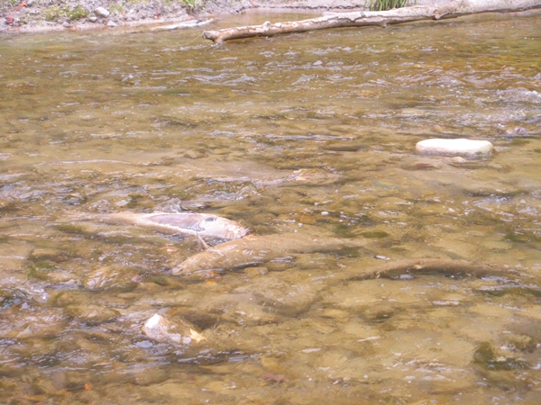 DSCN9950.JPG