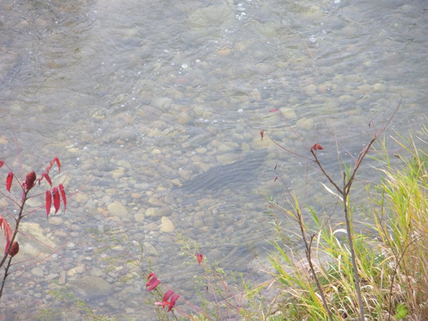 DSCN9970.JPG