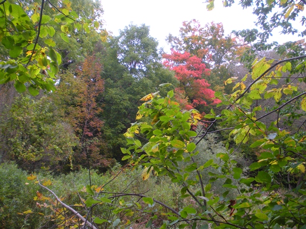 DSCN9529.JPG