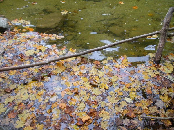 DSCN9550.JPG