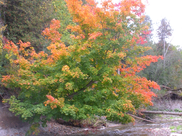 DSCN9565.JPG