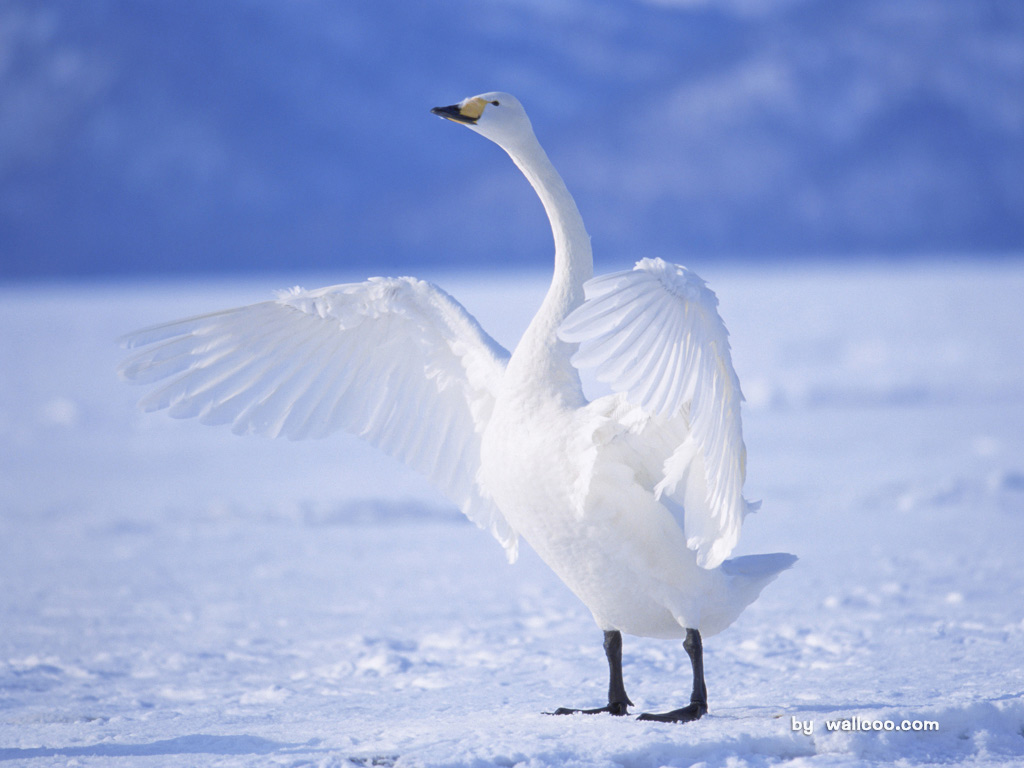 [wall001.com]_swan_wallpapers_151972.jpg