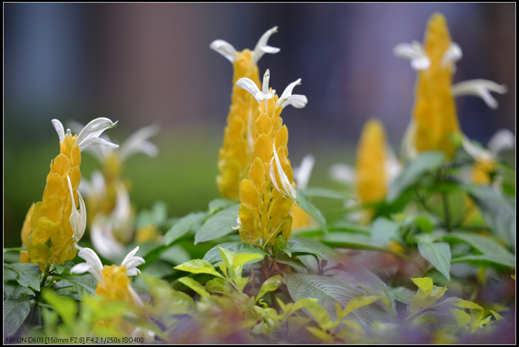 DSC_0485R.jpg
