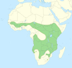 250px-Lion_distribution_svg.png