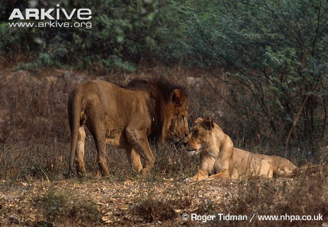 Asiatic-lion-pair-interacting-captive.jpg