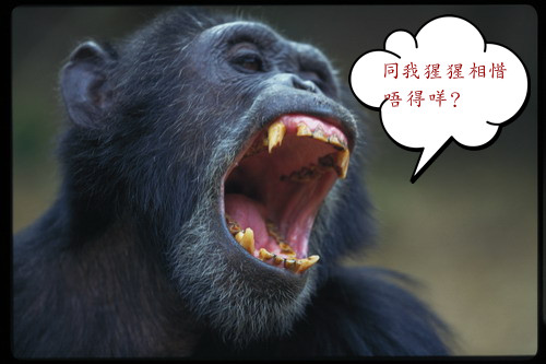 猩猩2.jpg