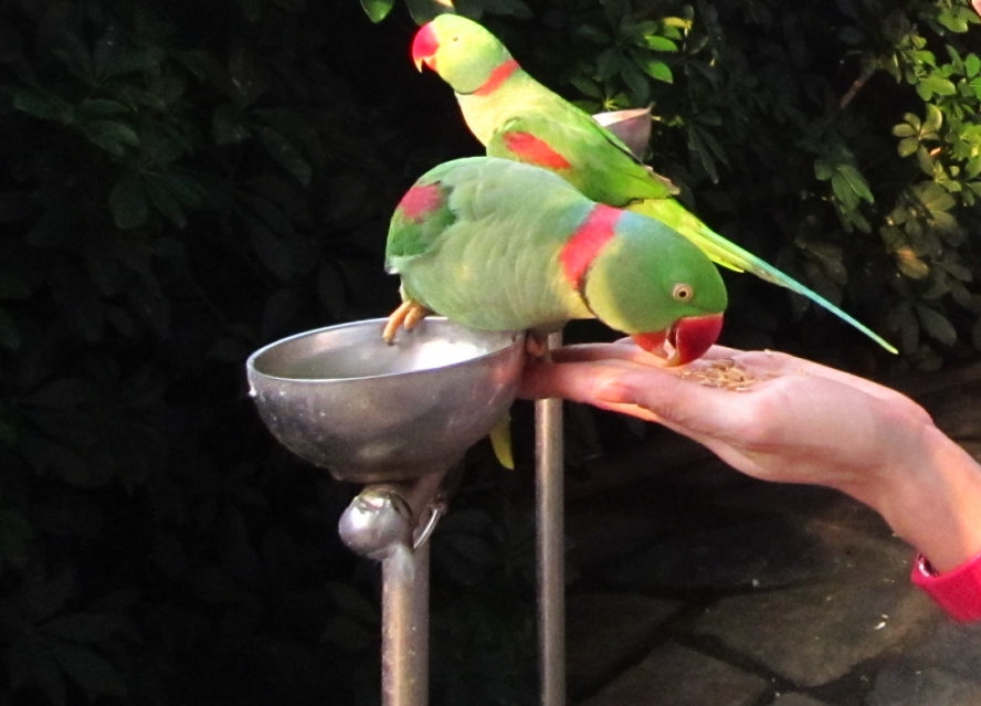 IMG_4248_conew1.jpg