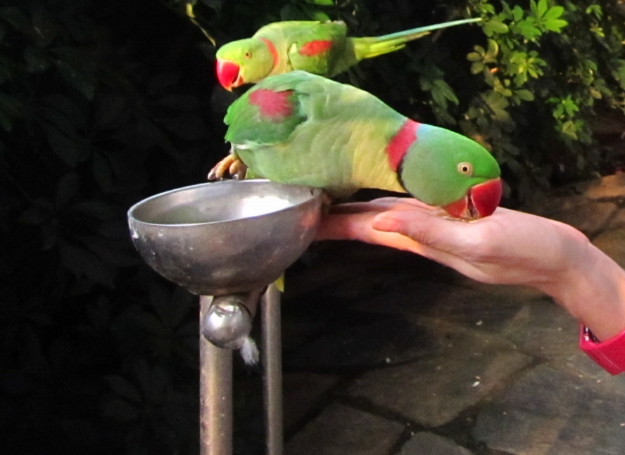 IMG_4249_conew1.jpg