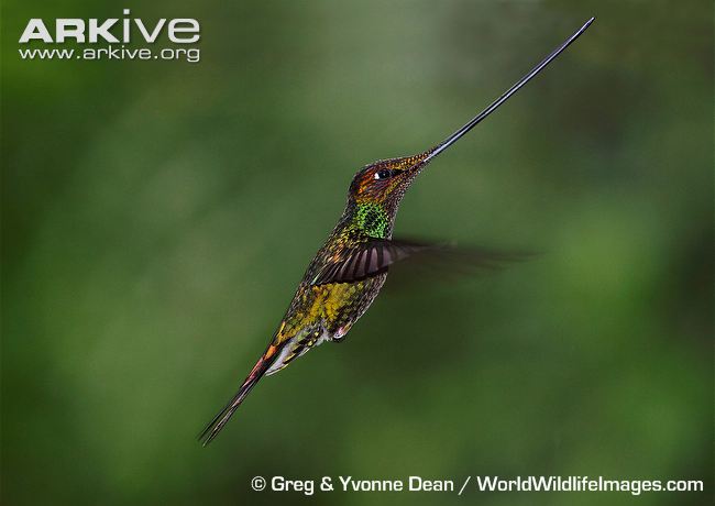 Sword-billed-hummingbird-in-flight.jpg