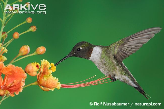 Ruby-throated-hummingbird-male-feeding.jpg