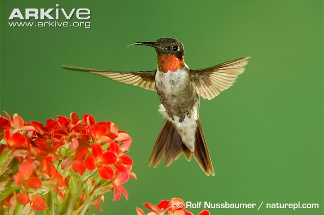 Ruby-throated-hummingbird-male-feeding-on-kalanchoe-flower.jpg